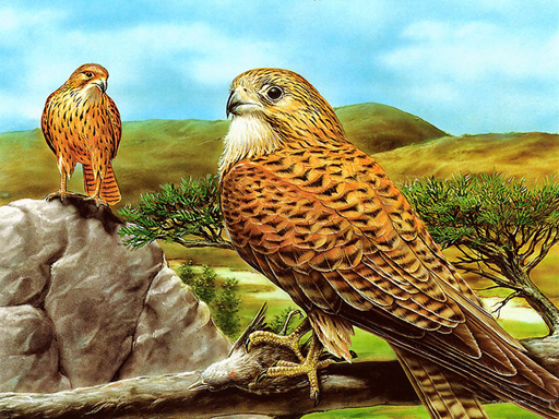 Read more about the article Birds of Prey Slide
