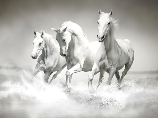 Read more about the article Horses Puzzle