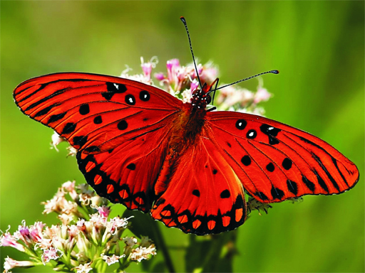 Read more about the article Nature Jigsaw Puzzle Butterfly