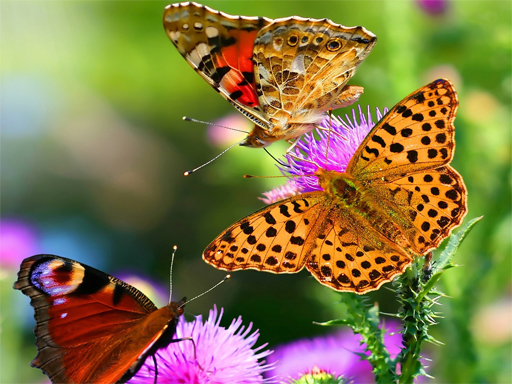 Read more about the article Butterfly Slide