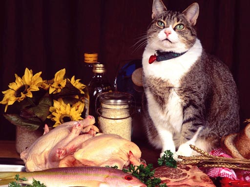 Read more about the article Funny Cats Puzzle