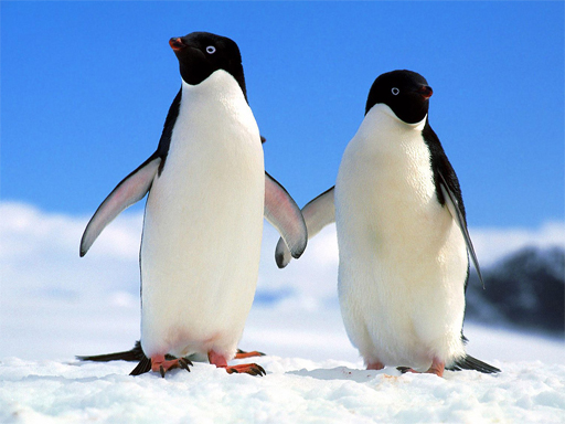 Read more about the article Penguin Puzzle