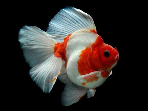 Read more about the article Gold Fish Jigsaw Puzzle