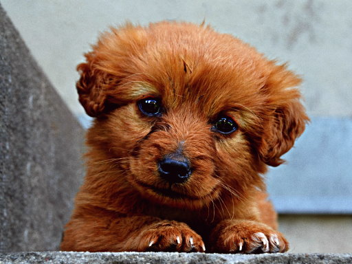 Read more about the article Puppy Puzzle
