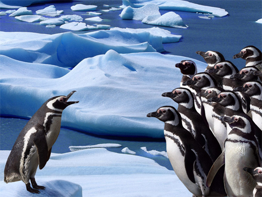 Read more about the article Penguins Slide