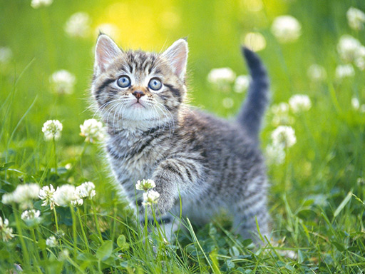 Read more about the article Kittens Jigsaw