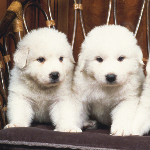 Read more about the article Lovely Puppy Slide