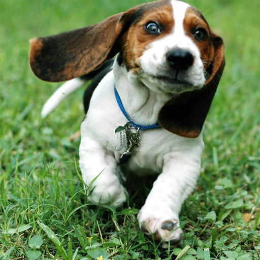 Read more about the article Funny Doggy Puzzle