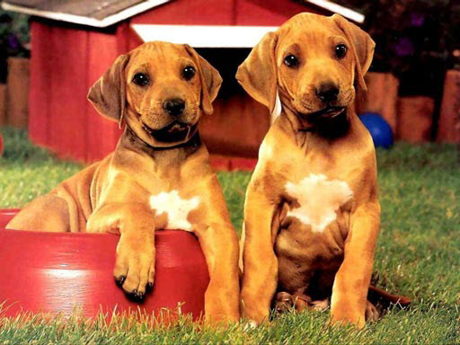 Read more about the article Puppy Pairs Puzzle