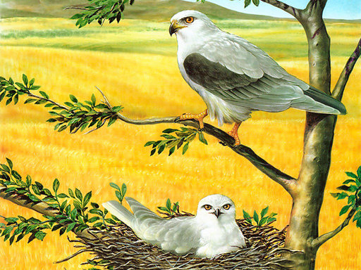 Read more about the article Birds of Prey Puzzle