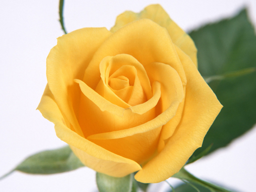 Read more about the article Yellow Roses Puzzle