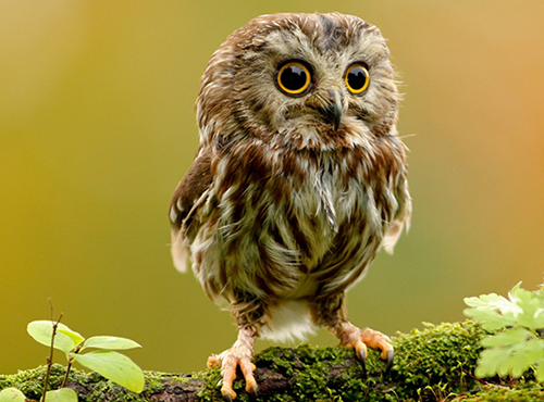 Read more about the article Animal Hidden Stars