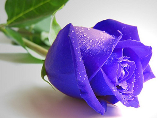 Read more about the article Blue Roses Puzzle