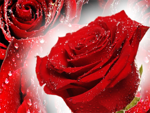 Read more about the article Red Roses Puzzle