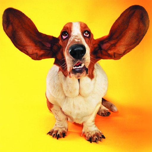 Read more about the article Funny Cats and Dogs Jigsaw Puzzle