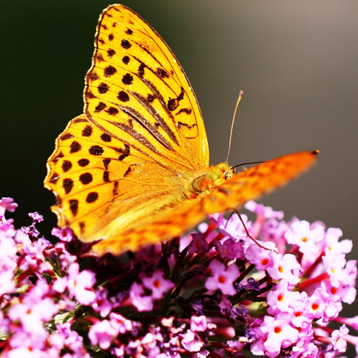 Read more about the article Butterflies Puzzle