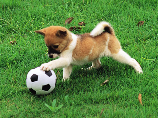 Read more about the article Playful Puppy Outdoor Puzzle