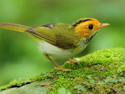 Read more about the article Birds Slide