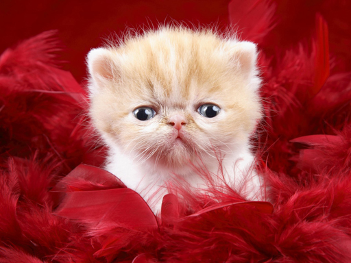 Read more about the article Funny Kitty Puzzle