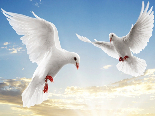 Read more about the article Flying Birds Slide