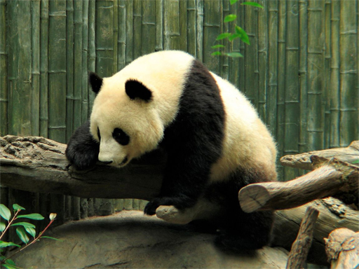 Read more about the article Pandas Puzzle