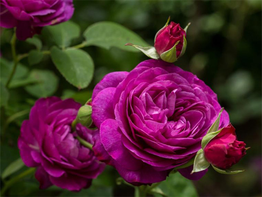 Read more about the article Purple Roses Puzzle