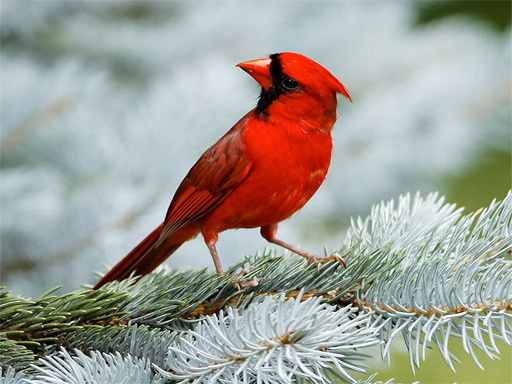 Read more about the article Birds Puzzle