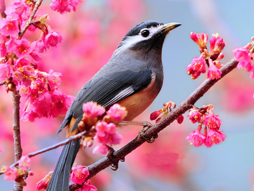 Read more about the article Lovable Birds Puzzle