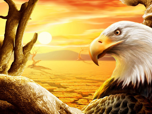 Read more about the article Eagle Slide