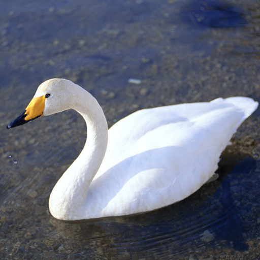 Read more about the article Graceful Swans Puzzle