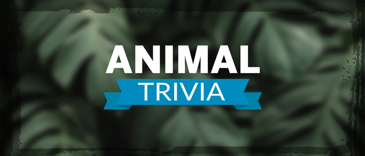 Read more about the article Animal Trivia