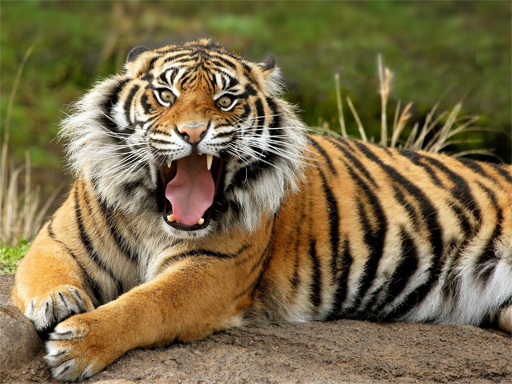 Read more about the article Animals Jigsaw Puzzle Tiger