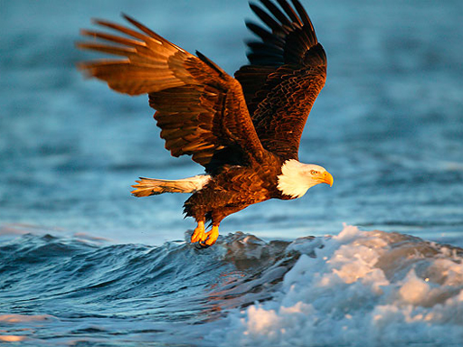 Read more about the article Animals Jigsaw Puzzle Eagle
