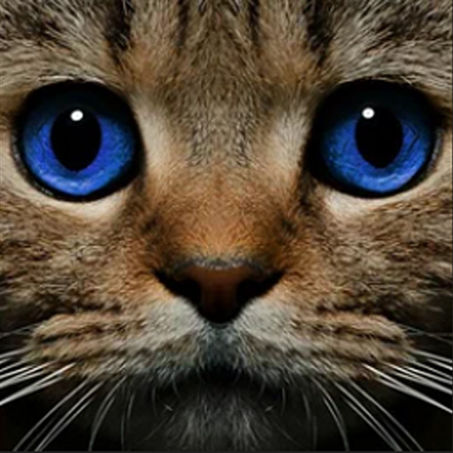 Read more about the article Find the Ghost Cat